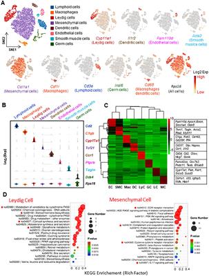 Effects of Leydig cell elimination on testicular interstitial cell populations: characterization by scRNA-seq and immunocytochemical techniques